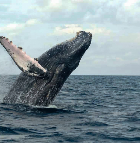 Festival Marimba y playa - Juanchaco - Bahia Malaga - Buenaventura-281